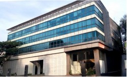 Obeya - Tulip (Regent Insignia)